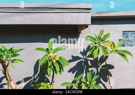 Frangipani Vert feuilles avec des ombres profondes sur un mur de béton gris arrière-plan. Banque D'Images