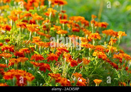 Tagetes erecta. Fleurs Fleurs de rouge sur un fond vert. Beau floral background. Marigold mexicain, Aztec marigold, marigold africains. Selectiv Banque D'Images