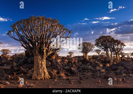Quiver Tree Forest, L'Aloe dichotoma, tôt le matin, dans Keetmanshoop, Namibie, Afrique du Sud Banque D'Images