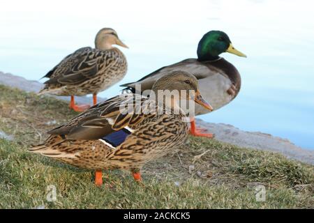 Un homme et deux femmes se dandiner sur les canards colverts de l'étang. Banque D'Images