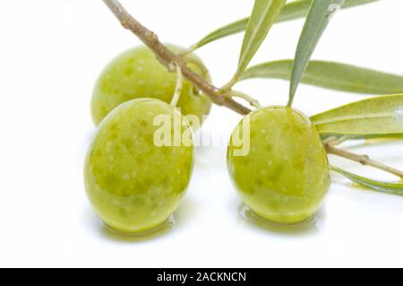 Une branche d'olivier avec trois olives Banque D'Images