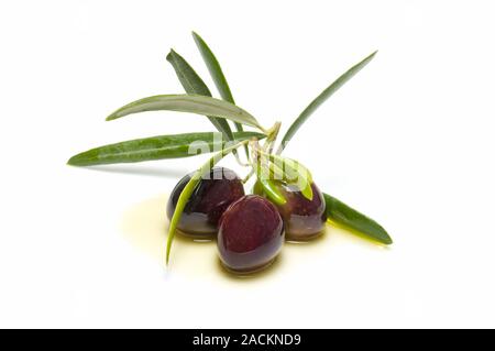 Une branche d'olivier avec trois olives Banque D'Images