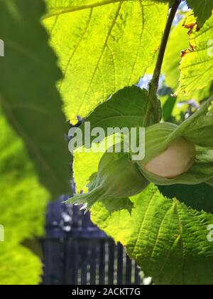 Les noisettes sur une branche avec des feuilles vertes. La récolte d'automne de maturation Banque D'Images