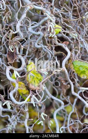 Corkscrew Hazel, Corylus avellana 'Contorta' Banque D'Images