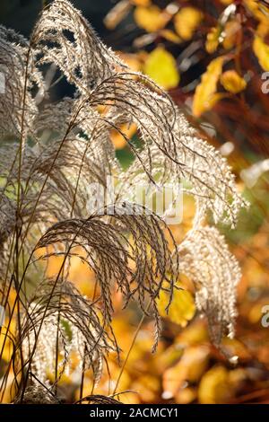 Semences plumeuses-chefs de Miscanthus sinensis 'Rotfeder' en hiver Banque D'Images