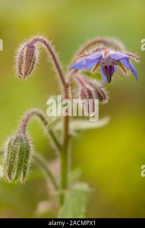 Fleurs bleues de la bourrache (Borago officinalis) ou Echium amoenum Les feuilles sont comestibles et la plante est cultivée dans les jardins à cette fin dans certaines régions Banque D'Images