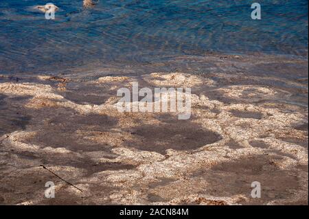 Ancient Thrombolites, lac Clifton, l'ouest de l'Australie. Banque D'Images