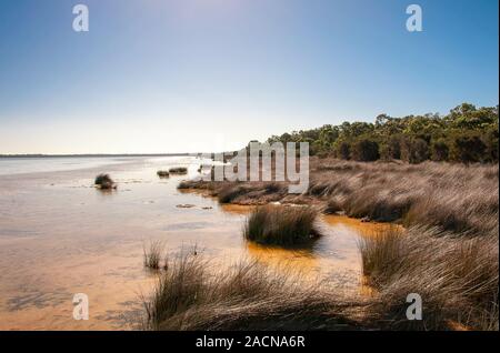 Lake Clifton, côte ouest de l'Australie. Banque D'Images