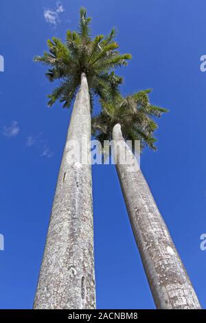 Le roi palmiers sur l'île caribéenne de Cuba Banque D'Images