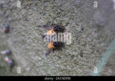 Close up of giant abeille (Apis dorsata) de l'eau potable dans l'été, vue latérale.Détail de l'apiculture ou miel en Latin Apis mellifera, européen ou de l'ouest Banque D'Images