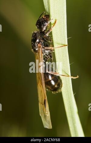 (Messor barbarus harvester ant) Banque D'Images