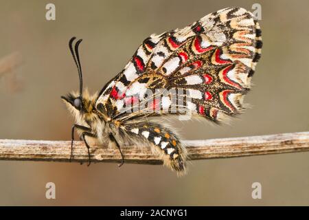 Festoon espagnol (Zerynthia rumina papillon) Banque D'Images