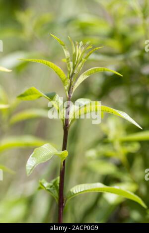 Verveine citronnée Banque D'Images