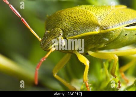 Stink Bug (Nezara viridula) Banque D'Images