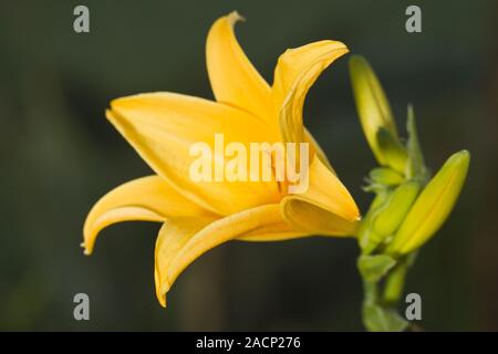 Fleur de l'hémérocalle jaune Banque D'Images