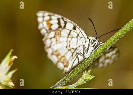 Espagnol (blanc marbré Melanargia ines) Banque D'Images