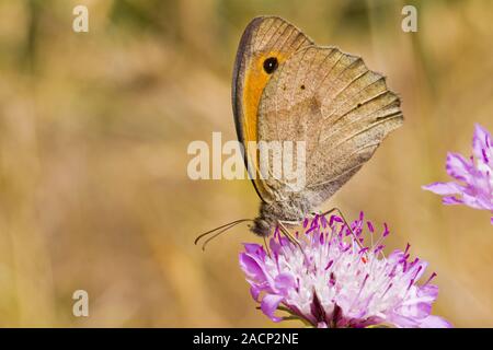 Petit Heath (Coenonympha pamphilus) Banque D'Images