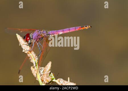 Dropwing Trithemis annulata (violet) Banque D'Images