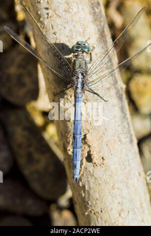 Épaulette Skimmer (Orthetrum chrysostigma) Banque D'Images