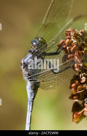 Épaulette Skimmer (Orthetrum chrysostigma) Banque D'Images