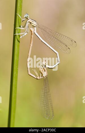 Deux demoiselle bleue (Lestes barbarus) l'accouplement Banque D'Images