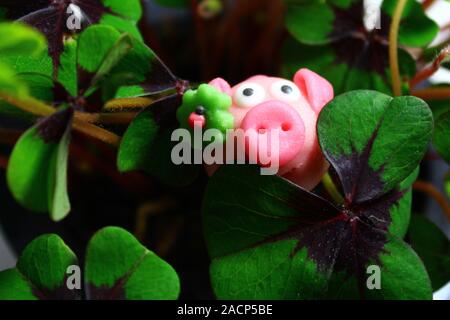 La photo montre le massepain cochon dans lucky clover Banque D'Images