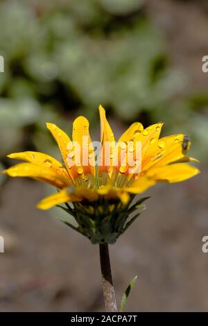 Fleur de Gazania Banque D'Images