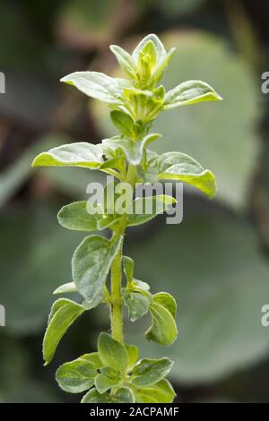 L'origan (Origanum vulgare) Banque D'Images