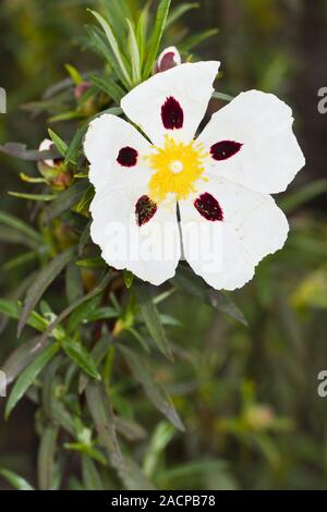 Cistus ladanifer flower Banque D'Images