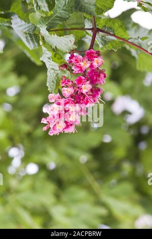 Red Horse-marronnier (Aesculus carnea) blossom Banque D'Images