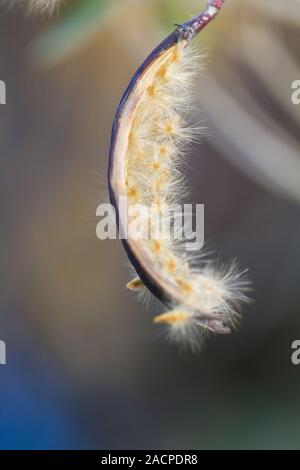 Capsule ouverte d'une pod Nerium oleander flower Banque D'Images