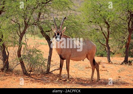 L'antilope rouanne (Hippotragus equinus), adulte, debout dans l'ombre sous les arbres, Kuruman, Kalahari, North Cape, Afrique du Sud Banque D'Images