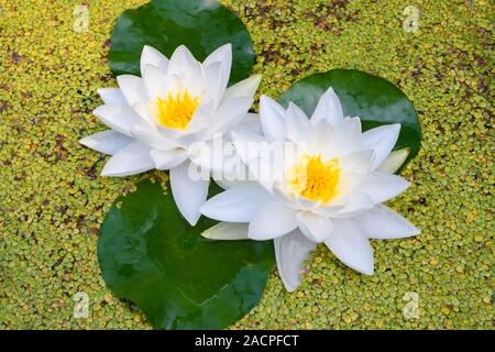 Des nénuphars blancs (Nymphaea) Lentilles d'entre (Lemna), Allemagne Banque D'Images