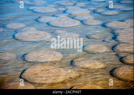 Ancient Thrombolites, lac Clifton, l'ouest de l'Australie. Banque D'Images