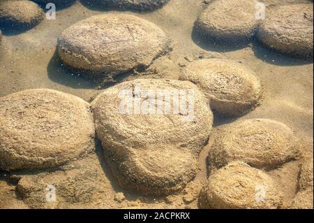 Ancient Thrombolites, lac Clifton, l'ouest de l'Australie. Banque D'Images