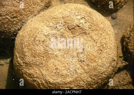 Ancient Thrombolites, lac Clifton, l'ouest de l'Australie. Banque D'Images