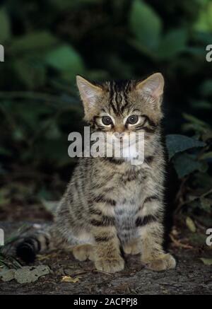 Scottish wildcat (Felis silvestris grampia). Chaton. Prisonnier Banque D'Images