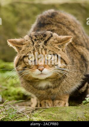 Chat sauvage écossais (Felis silvestris grampia). Femme Parc animalier captif de Port Lympne Banque D'Images