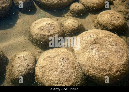 Ancient Thrombolites, lac Clifton, l'ouest de l'Australie. Banque D'Images