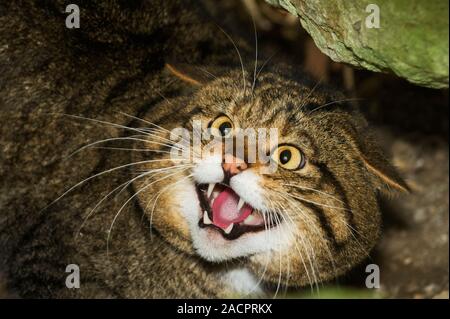 Chat sauvage écossais, (Felis silvestris grampia). Museau mâle. Parc animalier captif de Port Lympne, Kent, Royaume-Uni Banque D'Images