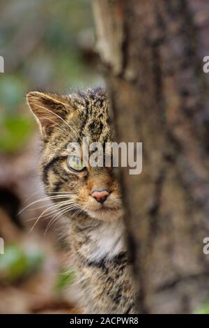 Chat sauvage écossais (Felis silvestris grampia). Homme Captive Wildwood Trust, Kent, Royaume-Uni Banque D'Images