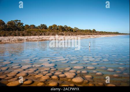 Ancienne Thrombalites au lac Clifton, l'ouest de l'Australie avec fond de ciel bleu clair Banque D'Images