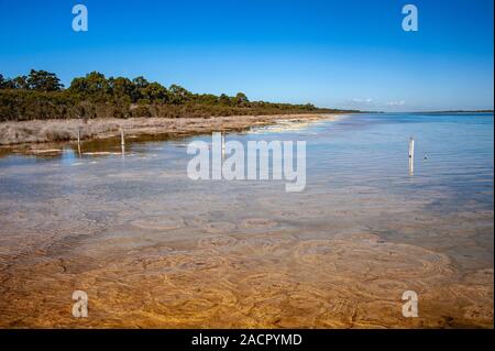 Ancienne Thrombalites au lac Clifton, l'ouest de l'Australie avec fond de ciel bleu clair Banque D'Images