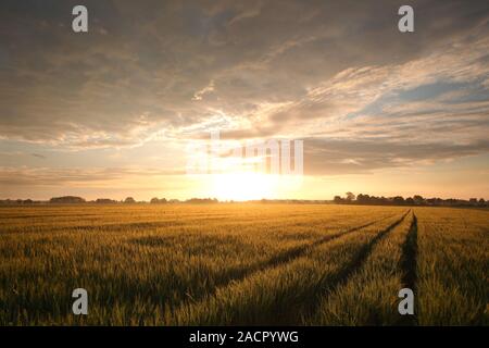 Lever de soleil sur un champ de céréales, peut, en Pologne. Banque D'Images