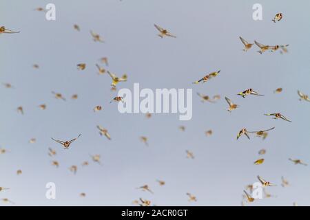 un troupeau d'oiseaux chanteurs en hiver vole dans le ciel bleu Banque D'Images