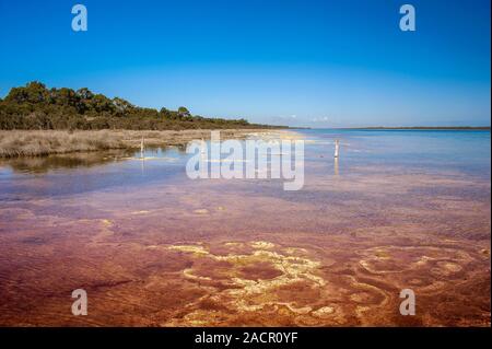 Ancienne Thrombalites au lac Clifton, l'ouest de l'Australie avec fond de ciel bleu clair Banque D'Images