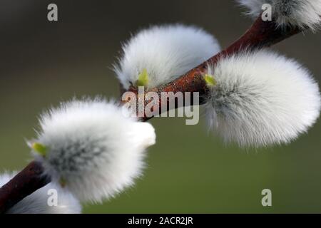 chaton de saule Banque D'Images