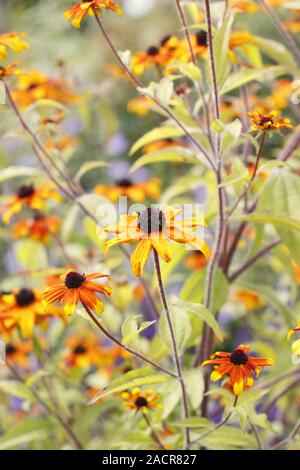 Rudbeckia triloba 'Prairie' affichant des masses de fleurs orange dans un jardin d'été frontière. UK Banque D'Images