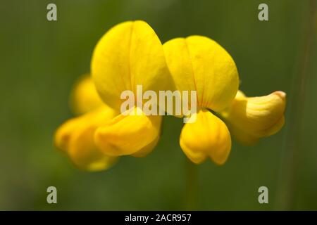 Granny's d'orteils, Lotus corniculatus, lotier Banque D'Images