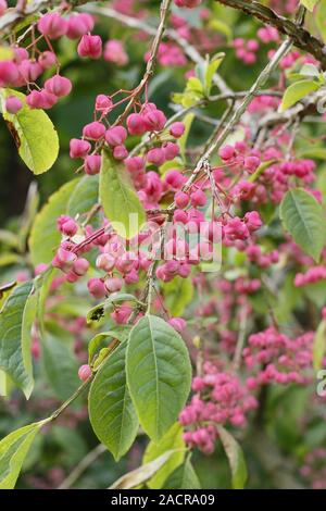 Euonymus phellomanus. Roulement de l'arbre de fusée corky mature vif caractéristique des fruits au début de l'automne. UK Banque D'Images